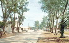 Downtown along SR A1A in 1950s - Australian Pine trees lining the street